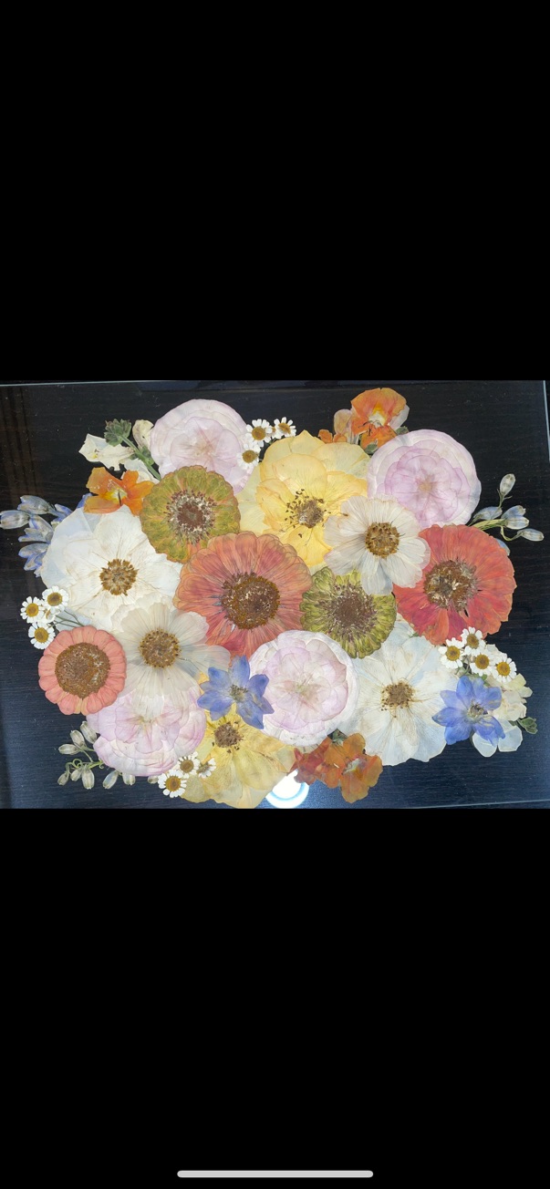Pressed flowers being carefully arranged during the preservation process